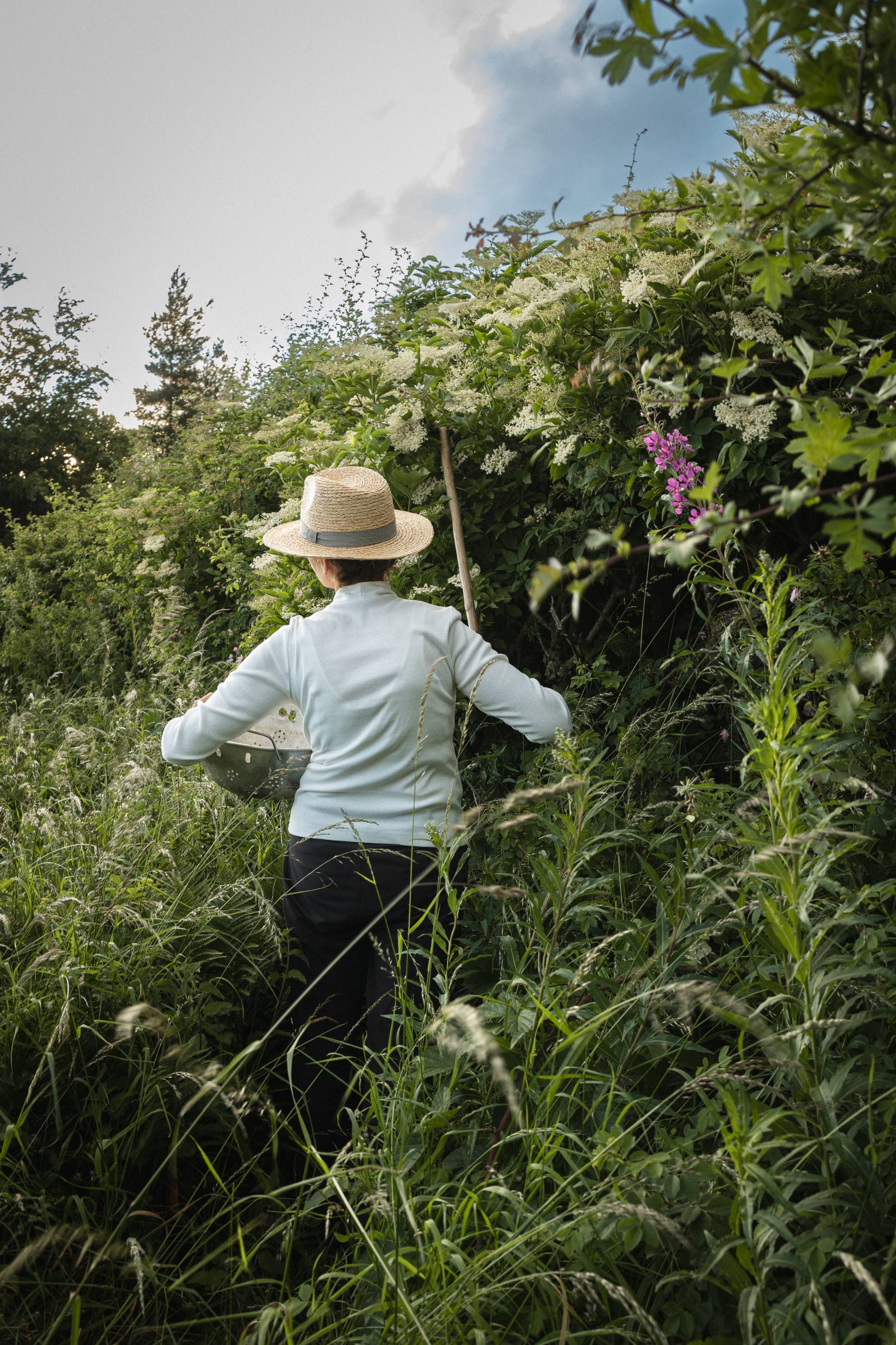 Gathering Elderflower: Everything you need to know